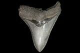 Serrated, Fossil Megalodon Tooth - Nice Tip! #76463-2